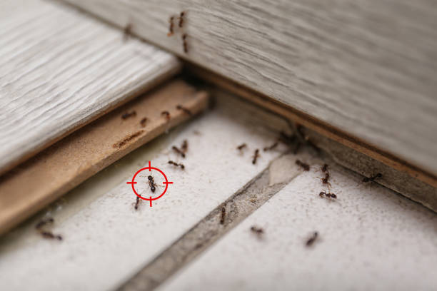 Best Wildlife Control Services  in Pecan Plantation, TX