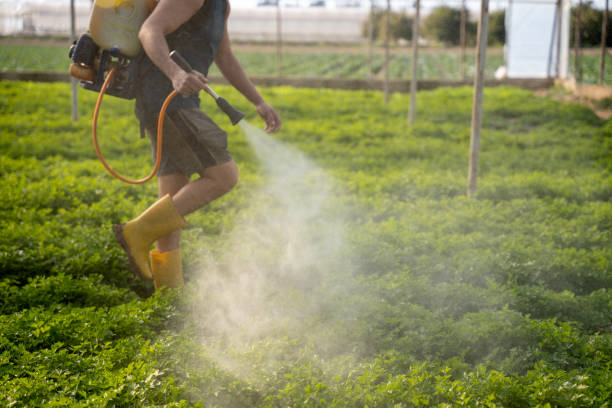 Best Pest Prevention Services  in Pecan Plantation, TX