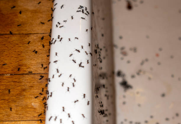 Best Affordable Pest Control Services  in Pecan Plantation, TX