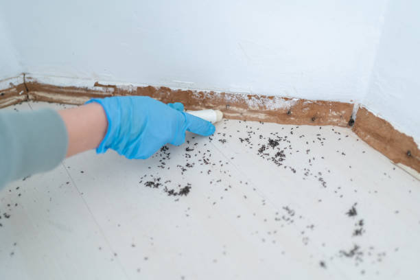 Best Wasp Removal Services  in Pecan Plantation, TX